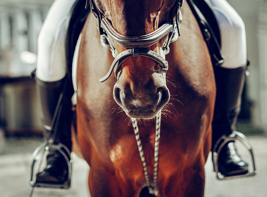 Centre équestre et cours d'équitation à Saultain