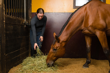 Pension pour chevaux