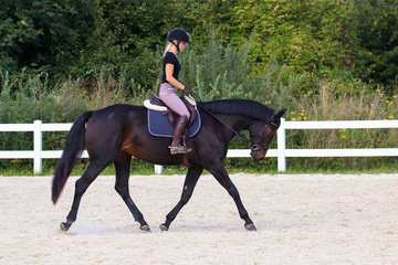 Cours d'équitation à Saint-Saulve